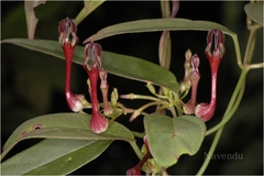Ceropegia intermedia